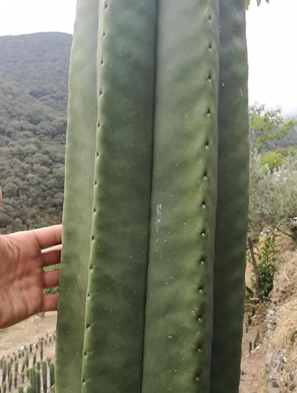 Cactus Culture 1.jpg