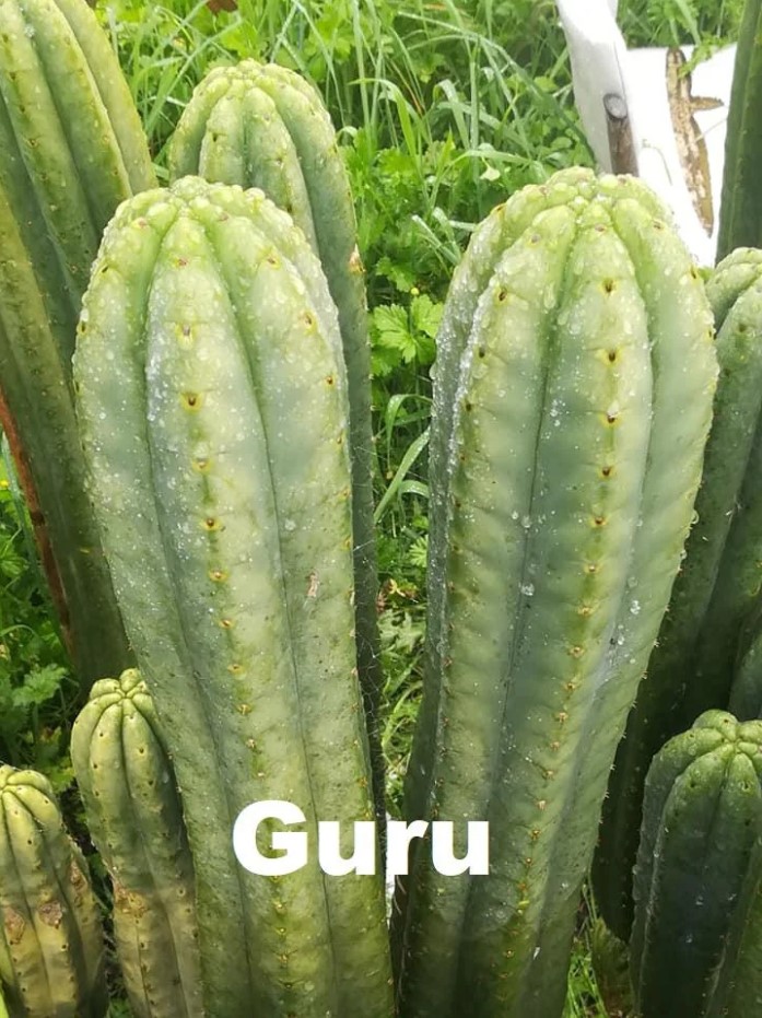 Guru 2.jpg