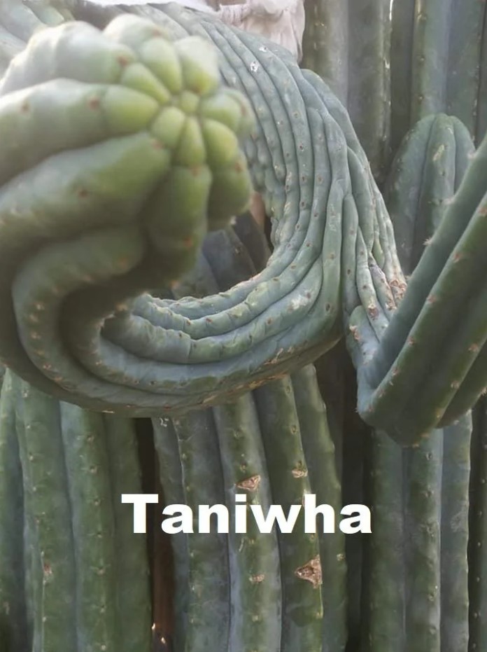 Taniwha 2.jpg