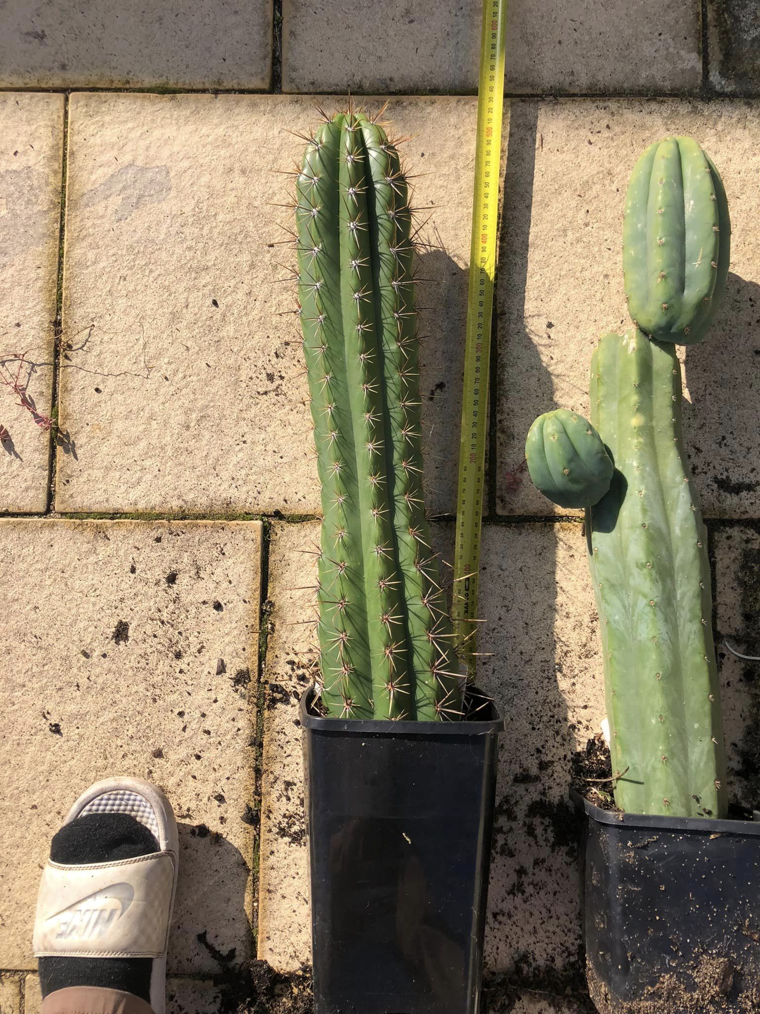 Trichocereus lamprochlorus “Fields lamprochlorus”.jpg