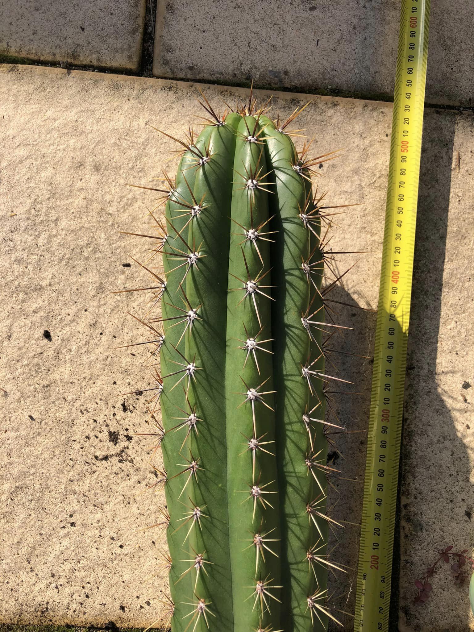 Trichocereus lamprochlorus “Fields lamprochlorus”1.jpg