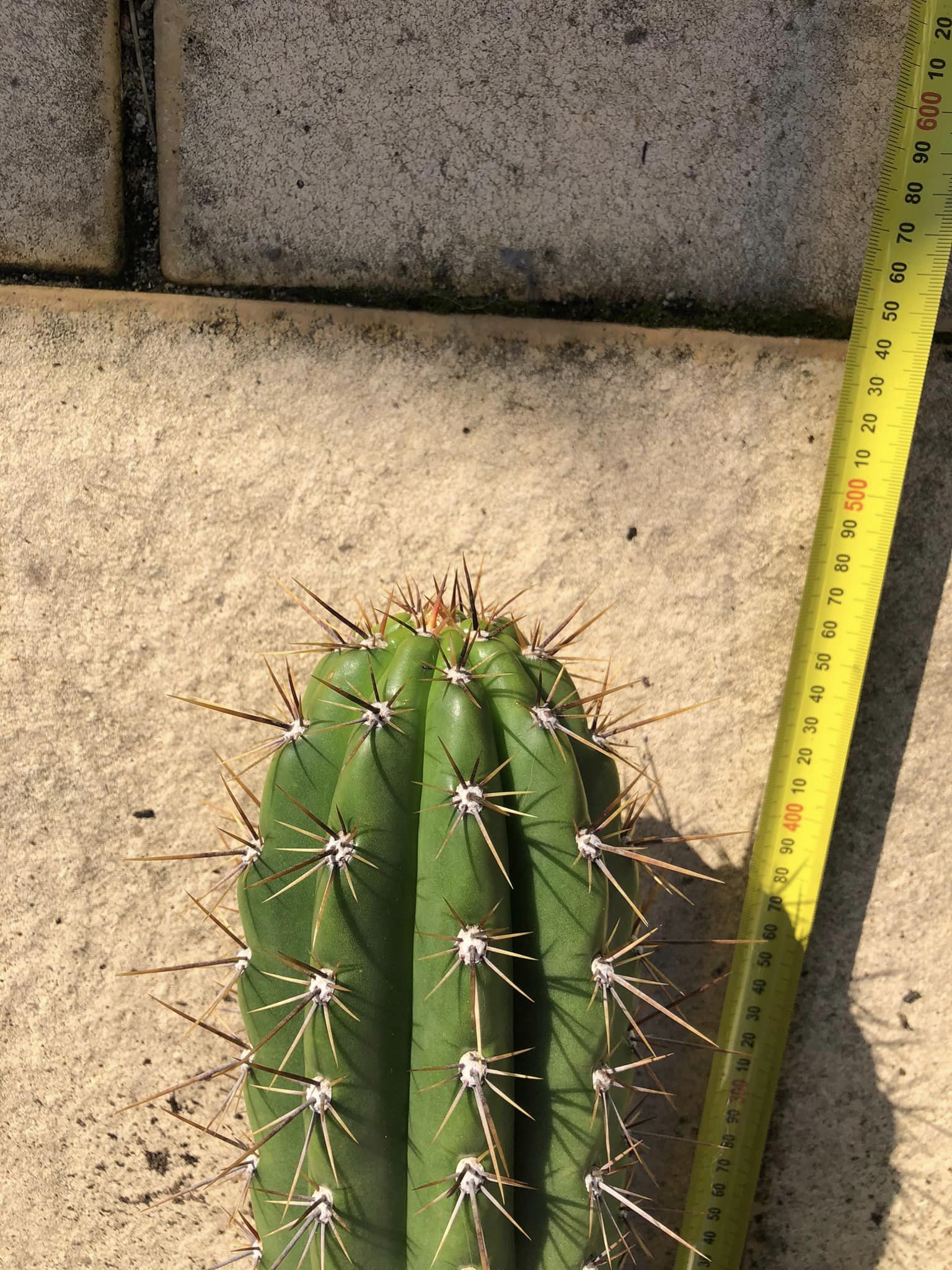 Trichocereus lamprochlorus “Fields lamprochlorus”2.jpg